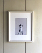 Little Grey Whippet