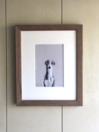 Little Grey Whippet