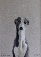 Little Grey Whippet