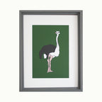 Ostrich Giclée Print