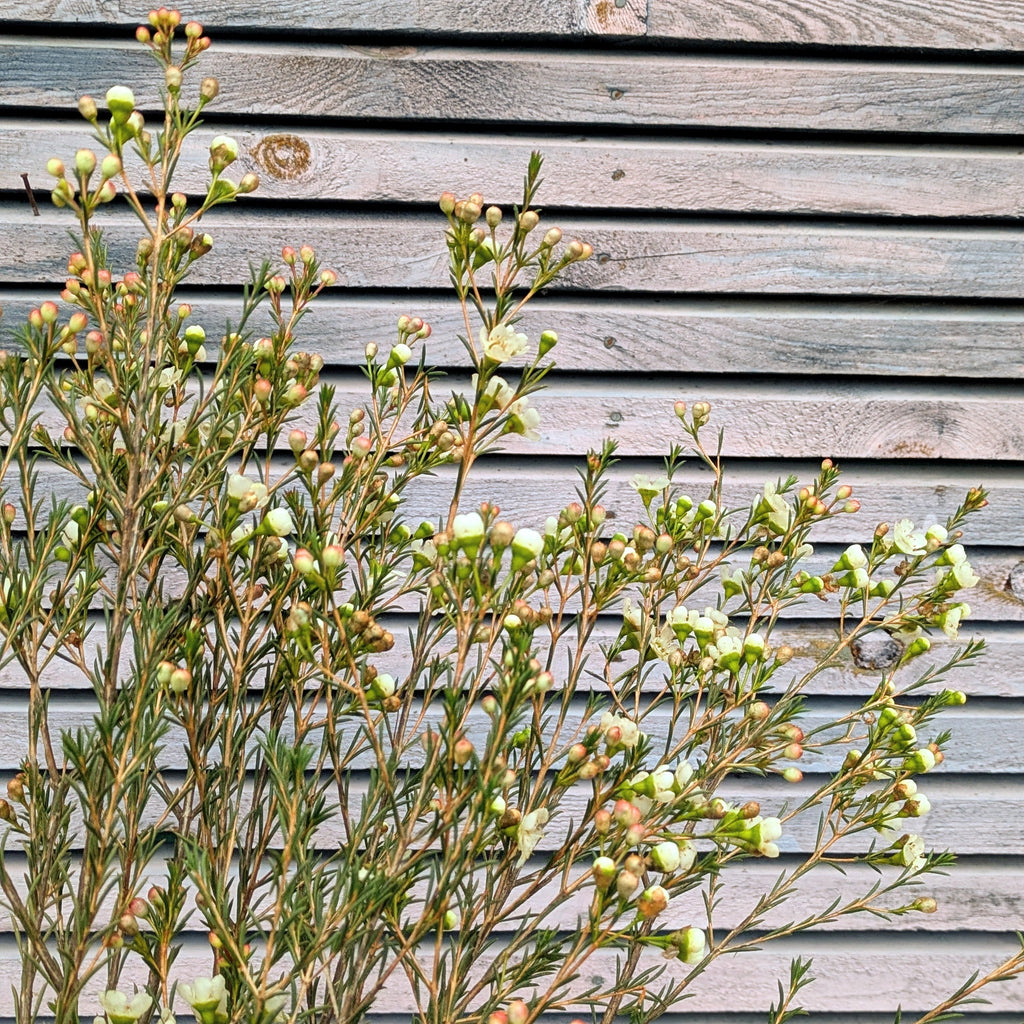 Fresh White Wax Flower Stems | 5 Stems