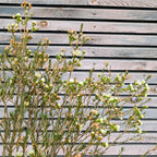 Fresh White Wax Flower Stems | 5 Stems