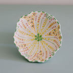 Potterswork Tilly Plate - Sage and Pink