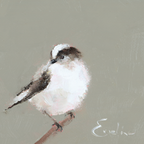 Pack of Small Bird Cards