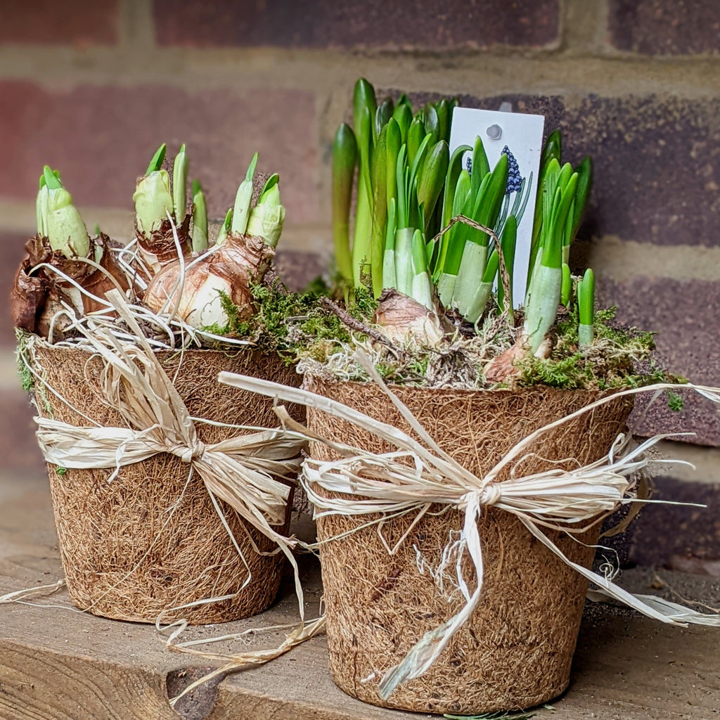 Spring Bulbs In Moss & Coir Pot