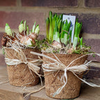 Spring Bulbs In Moss & Coir Pot