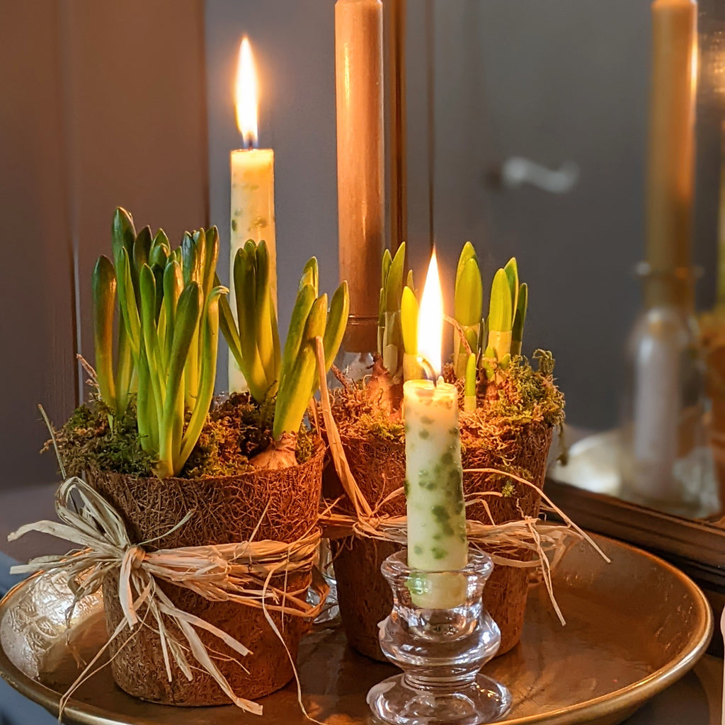 Spring Bulbs In Moss & Coir Pot