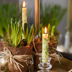 Spring Bulbs In Moss & Coir Pot