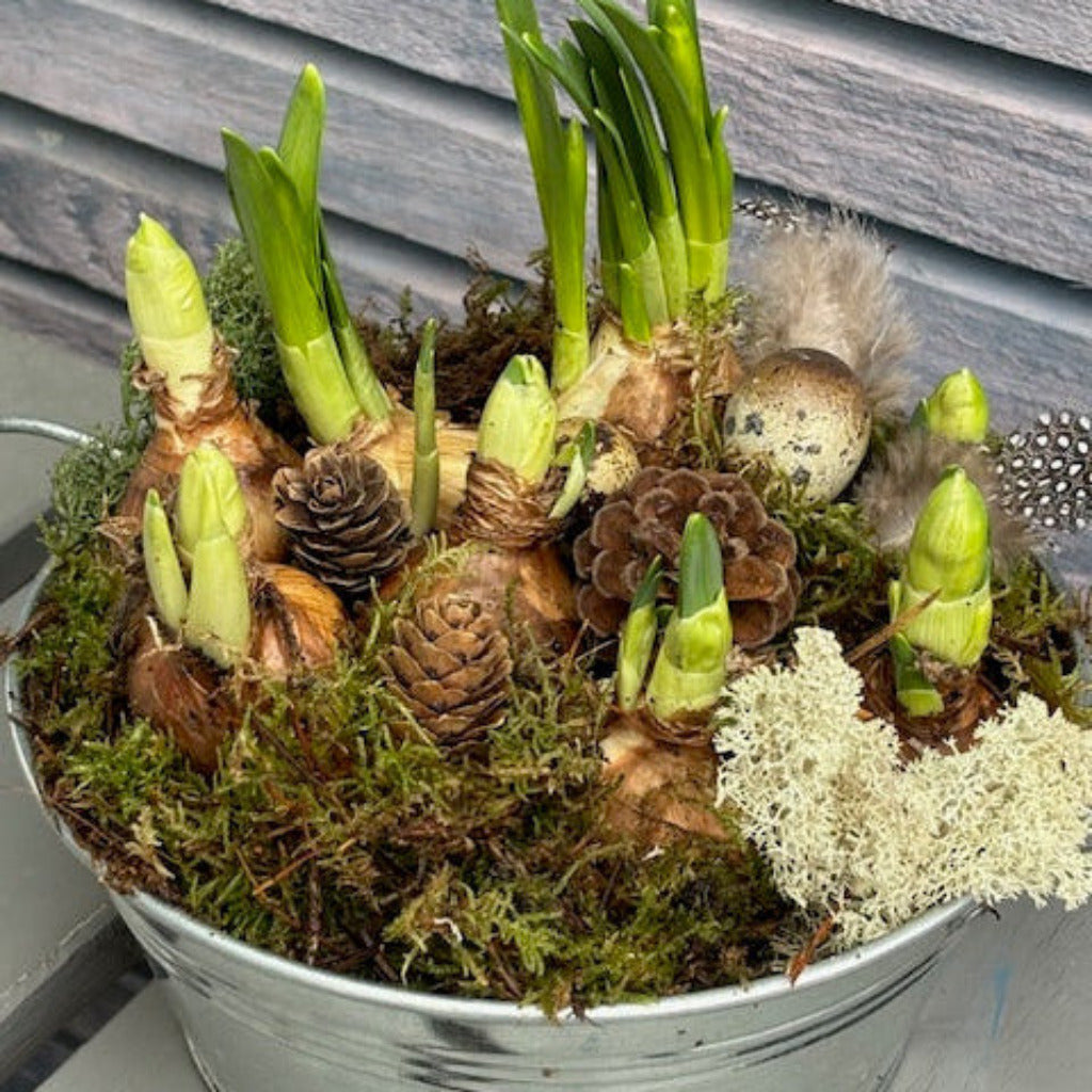 Spring Bulbs Planter incl Quail Eggs & White Wax Flowers | 18cm or 24cm