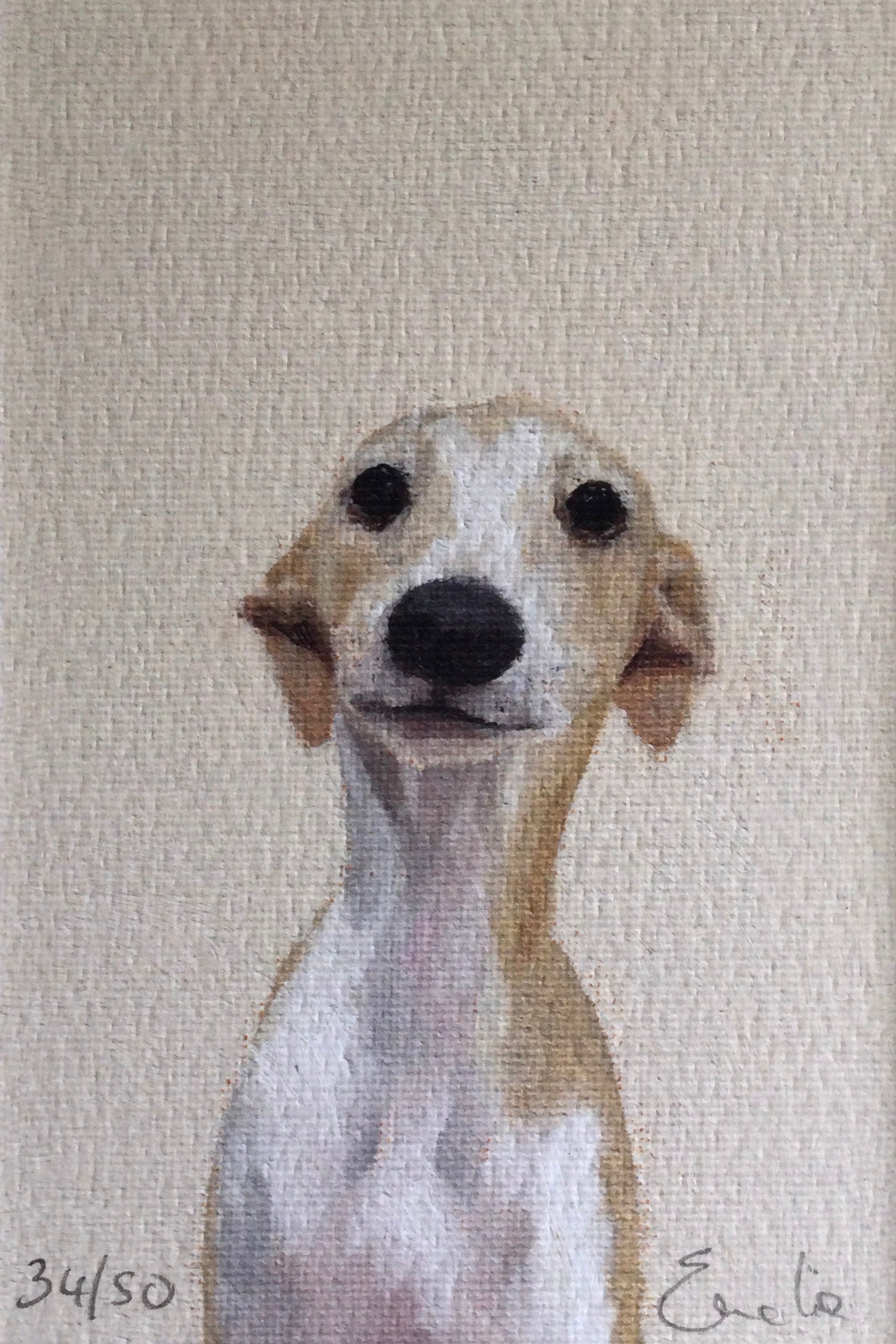 Whippet
