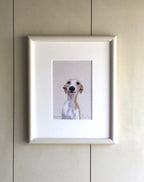 Whippet