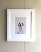 Whippet