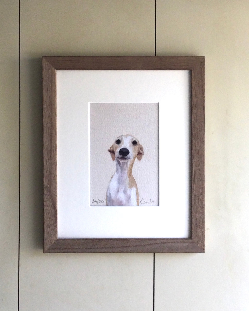 Whippet