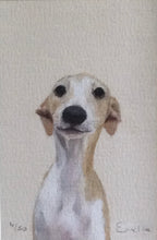 Whippet