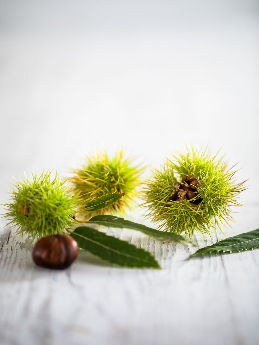 Wild Chestnut Diffuser Fragrance - 125ml medium size image