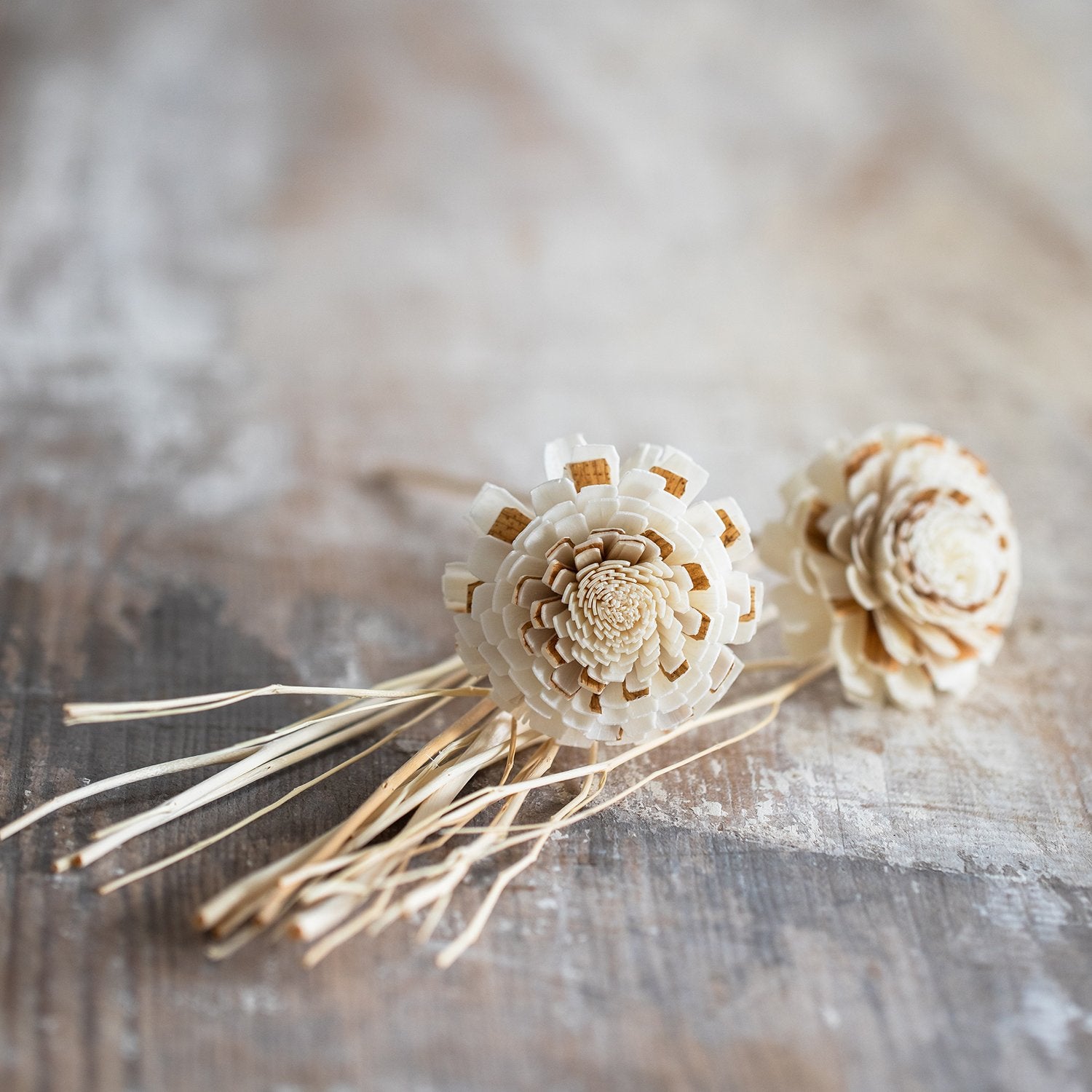Wild Diffuser Reeds Set image 1