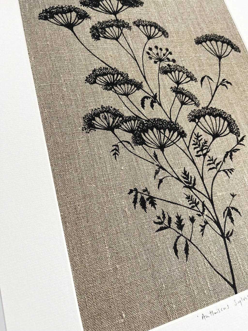 ANTHRISCUS SYLVESTRIS BOTANICAL STUDY A