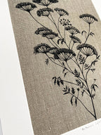 ANTHRISCUS SYLVESTRIS BOTANICAL STUDY A