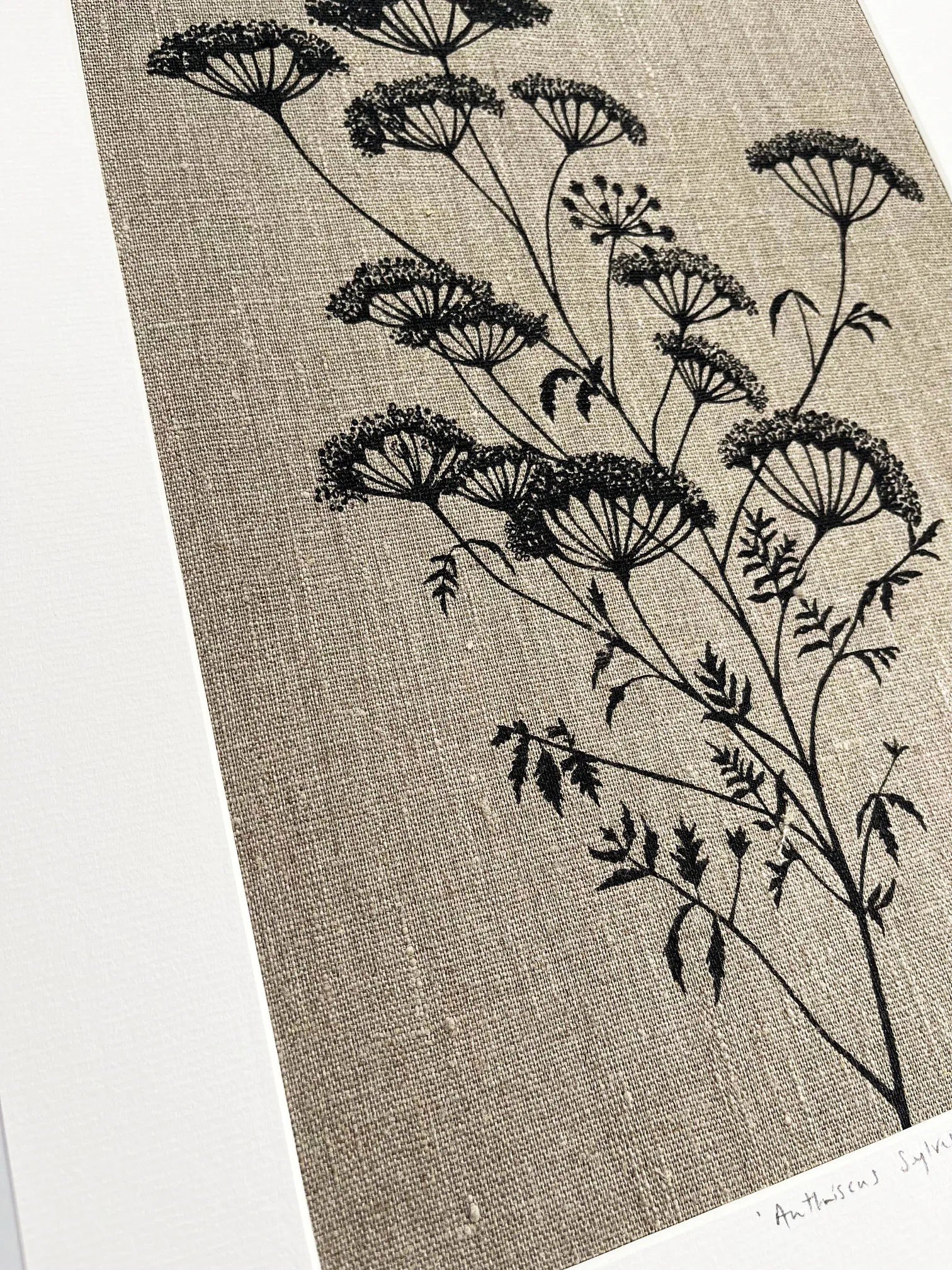 ANTHRISCUS SYLVESTRIS BOTANICAL STUDY A