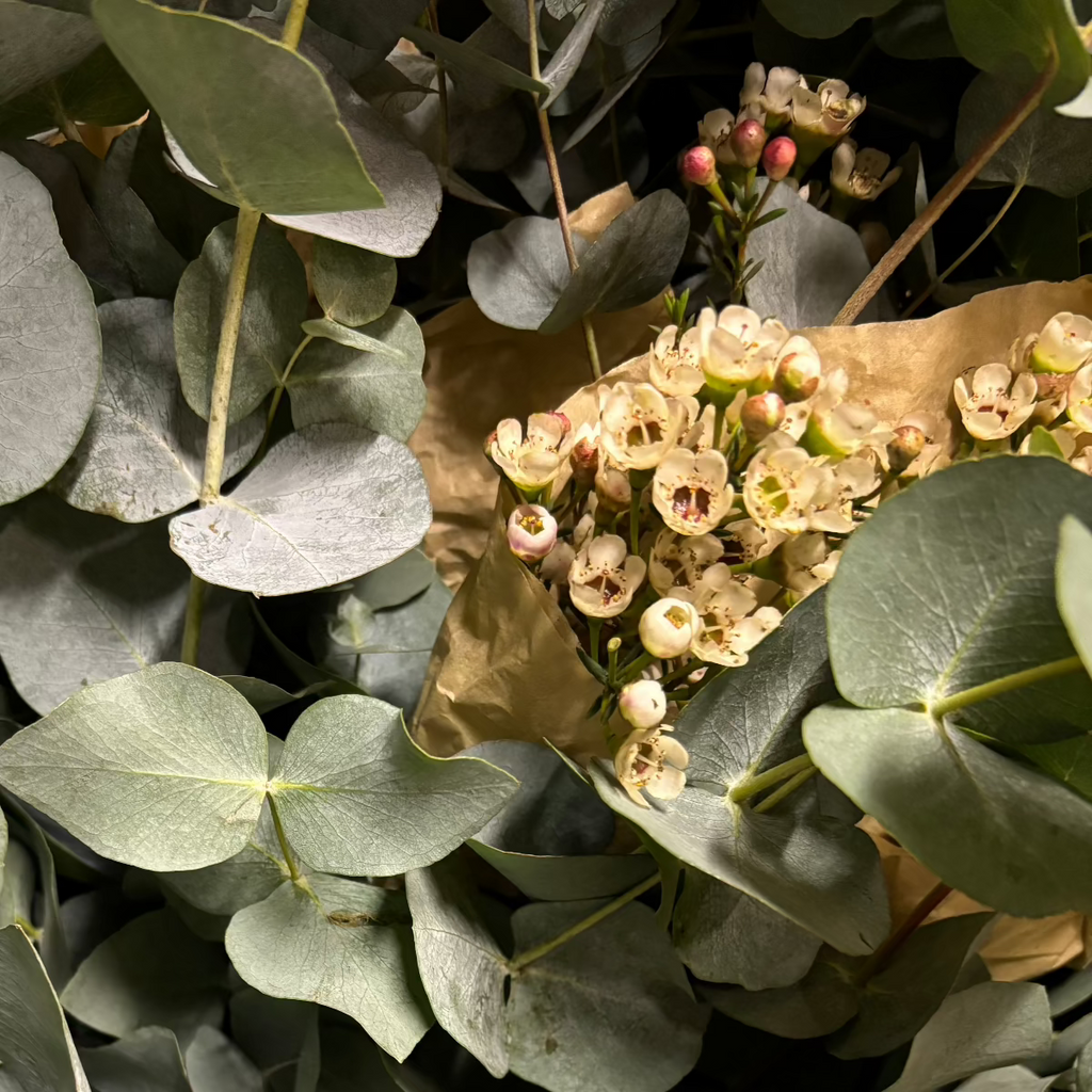 Fresh White Wax Flower Stems | 5 Stems