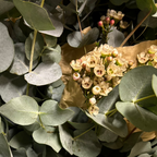 Fresh White Wax Flower Stems | 5 Stems