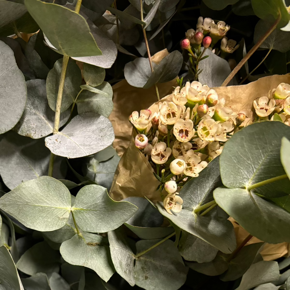 Fresh White Wax Flower Stems | 5 Stems